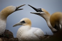 Shetland Gannets