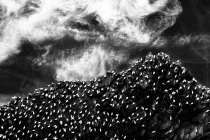 Gannets (Morus bassanus) Hermaness, Shetland Isles