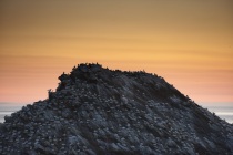 Gannet colony at sunset.