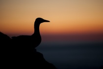 Silhouette of a gannet (Morus bassanus) during the midsummer night