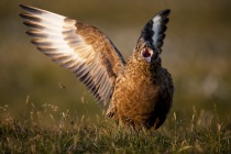 Great skua, bonxie, Shetland Islands