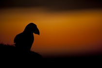 Shetland puffins