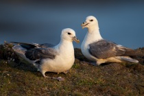 Fulmar, Shetland Isles