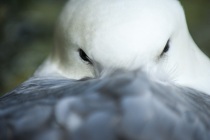 Fulmar, Shetland Isles