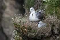 Fulmar, Shetland Isles