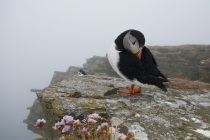 Shetland puffins