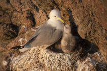 Kittewakes, Shetland Isles