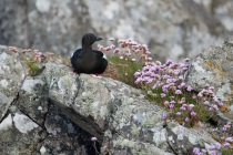 Black guillemot, Shetland Isles
