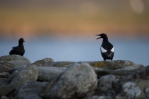 Black guillemot, Shetland Isles