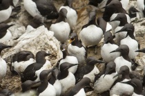 Guillemot, Shetland Isles