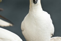 Gannets (Morus bassanus) on the cliffs of Noss