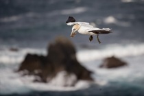 Shetland Gannets