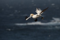 Shetland Gannets