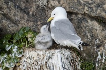 Kittewakes, Shetland Isles