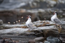 Arctic tern chicks, Shetland Isles