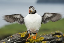 Shetland puffins