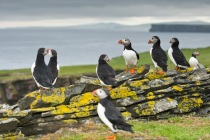 Shetland puffins