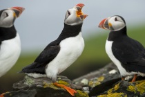 Shetland puffins