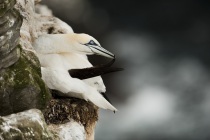 Gannets (Morus bassanus) on the cliffs of Noss