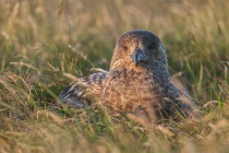 Great Skua, Bonixe, Shetland Isles