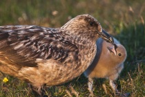 Great Skua, Bonixe, Shetland Isles