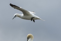 Gannets, Shetland Isles