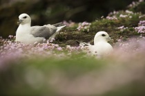 Fulmars, Shetland Isles