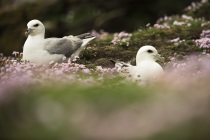 Fulmars, Shetland Isles