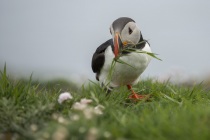 Shetland puffins