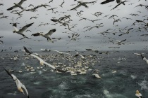 Gannets, Shetland Isles