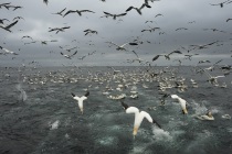 Gannets, Shetland Isles