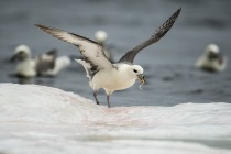 Fulmar feeding on a dead whale, Shetland Isles