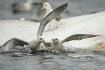 Fulmar feeding on a dead whale, Shetland Isles