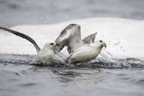 Fulmar feeding on a dead whale, Shetland Isles