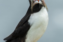 Shetland puffins