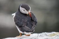 Shetland puffins