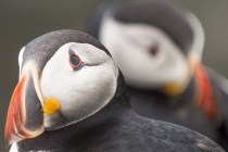 Shetland puffins