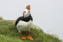 Shetland puffins