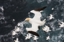 Gannets, Shetland Isles