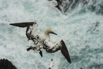 Gannets, Shetland Isles