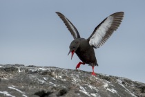 Black Guillemots, Shetland Islands