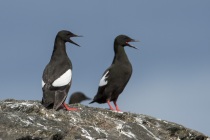 Black Guillemots, Shetland Islands