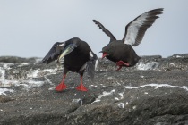 Black Guillemots, Shetland Islands