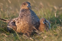 Great Skua, Hermaness, Shetland