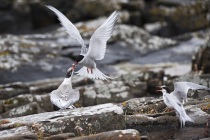 Arctic Tern feeding chicks on Mousa, Shetland.