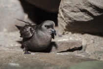 Storm petrel, Mousa, Shetland Isles