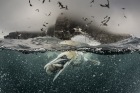 Underwater gannets, Shetland Isles