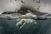 Underwater gannets, Shetland Islands, Shetland, Northern Gannets, underwater, photography