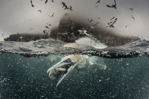 Underwater gannets, Shetland Islands