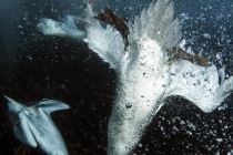 Underwater gannets, Shetland Islands